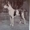CH CARLO VON ST MAGN OBERTRAUBLING – Image 2