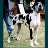 CH CLAUDIE ADOG