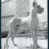 CH CONDOR von SAARLAND – Image 2