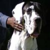 CH DUNCAN D'OMAHA DOG