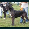 CH FALOWN d'OMAHA DOG – Image 3