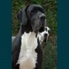 CH FALOWN d'OMAHA DOG – Image 2