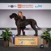 CH GAELLE D'OMAHA DOG – Image 3