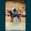 CH GAELLE D'OMAHA DOG – Image 2
