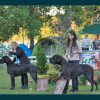 CH GAELLE D'OMAHA DOG – Image 4