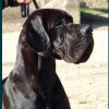 CH GAELLE D'OMAHA DOG