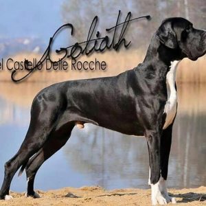 CH GOLIATH del CASTELLO  delle ROCCHE