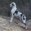 CH GWENTIN TARANTINO vom MEISSNER LAND – Image 2