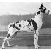 CH QUASI IMPERIAL