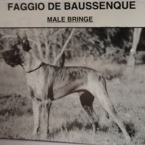 CH FAGGIO DE BAUSSENQUE