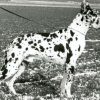 XANDER VON DER NüRBURG