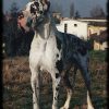 CH ARIS del CASTELLO delle ROCCHE – Image 2