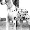 CH EICK  IMPERIAL – Image 2