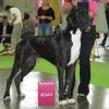 CH FALOWN d'OMAHA DOG