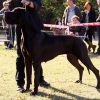 CH GAELLE D'OMAHA DOG – Image 5
