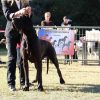 CH GAELLE D'OMAHA DOG – Image 6