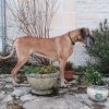 IRONY DES TERRES DE LA RAIRIE – Image 7