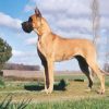 CH RATINA des TERRES de la RAIRIE