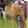 CH TATOO des TERRES de la RAIRIE