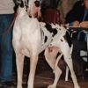 CH THESEE DE LA FÔRET DE ST QUENTIN – Image 2