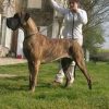 CH ALISMAY DES TERRES DE LA RAIRIE