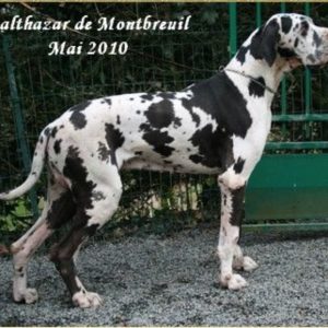 BALTHAZAR DE MONTBREUIL