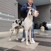 ENEA DELL'ALTO FEUDO – Image 2