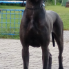 CH BIENE MAGNUS LUPUS