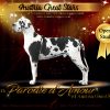 CH PARODIE D'AMOUR OF AUSTRIA GREAT STARS – Image 3