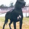 CH UNSOGNO INDIOS DELL'ARMIDA – Image 2