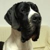 THOR the DARK-A  del BIANELLO – Image 2