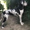 MISS MARGAUX-A del BIANELLO