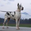 CH FLO JO FROM VALVASOR'S LAND – Image 2