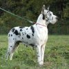 CH FLO JO FROM VALVASOR'S LAND