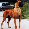 CH GENIA vom HOSPODAR – Image 2