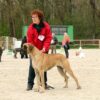 JALOUSY DES GEANTS DU BOCAGE – Image 4