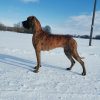 CH KSENIA KALISTA  NUO GRAZUCIU