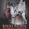 CH ROCKY BALBOA DES PERLES D'APHRODITE – Image 4