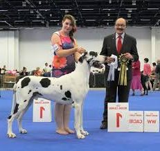 CH VULPINE’S ALL AMERICAN BOY TO FIN