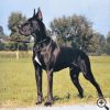 CH BISMARCK VOM BLAUEN SEE – Image 2