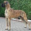 CH BRUNO DES TERRES DE LA RAIRIE
