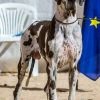 CH CRONOS DE BESHAID – Image 4