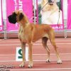 CH DAISY DES TERRES DE LA RAIRIE