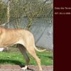 CH DAISY DES TERRES DE LA RAIRIE – Image 3