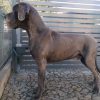 CH DARK SHADOW-BLACK -BLUE -MOON