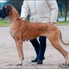 CH FARAMUSZKA Z KUZNI NAPOLEONSKIEJ – Image 3