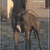 FLOYD DE LA LANDE DES GEANTS BLEUS