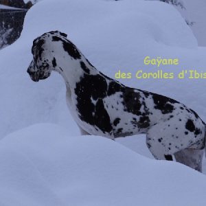 CH GAYANE DES COROLLES D’IBIS