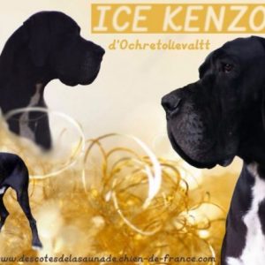 ICE KENZO D’OCHRETOLIEVALTT