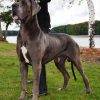 CH I DUQUE DE CASALBERO – Image 2
